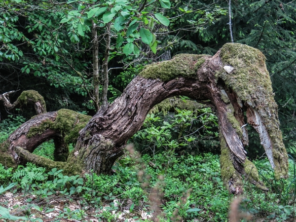 Waldskulptur Vormwald - (c) L Lammers.jpg